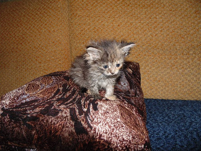 枕头上的一只灰色小猫毛茸的小猫玩耍图片