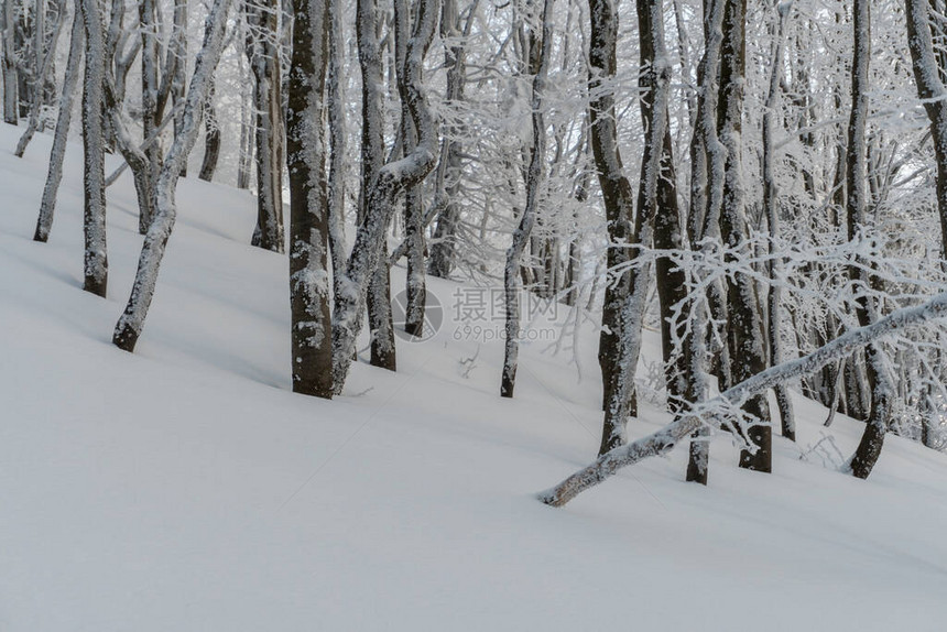 白雪皑的冬季森林中的冰冻树木图片