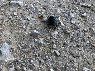 石路上的黑甲虫图片