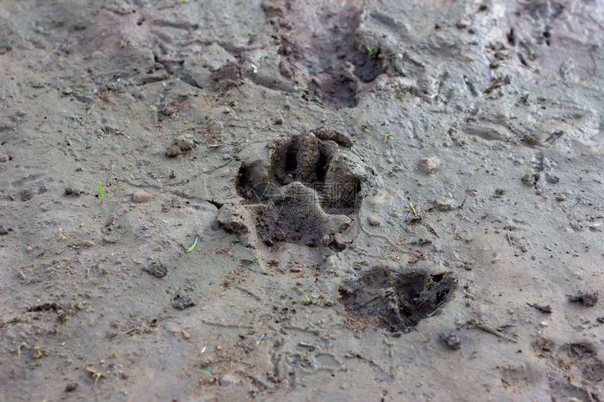 狗在干泥背景上的脚印图片