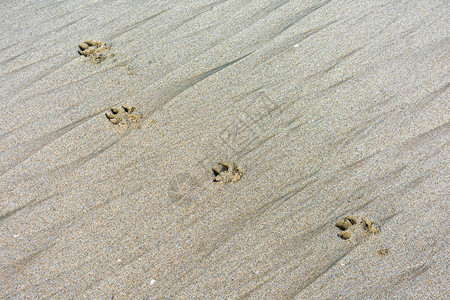 沙滩上的狗脚印图片