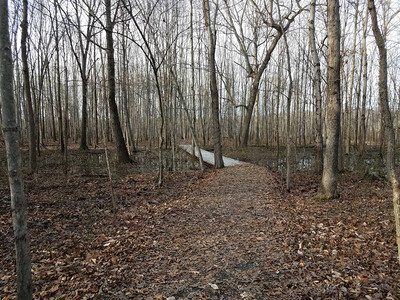 树林或树林中的树木地上有棕色叶子足迹图片