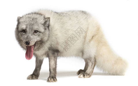北极狐VulpesLaco背景图片