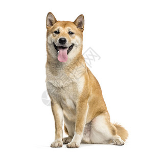 ShibaInu狗坐着喘背景图片