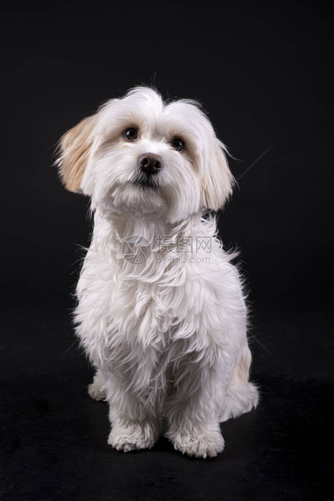 Bichon马耳他白头发狗仰望着黑色图片