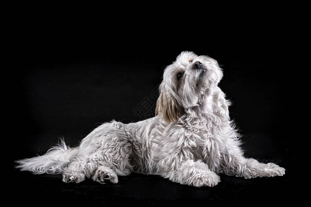 Bichon马耳他白头发狗在黑人背景图片