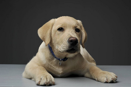 一部可爱的拉布多再生小狗电影演播室拍摄好奇地看着摄像头在灰色图片