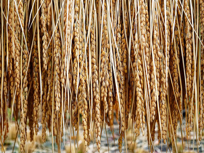 水稻收获水稻谷物挂户外农业procree图片