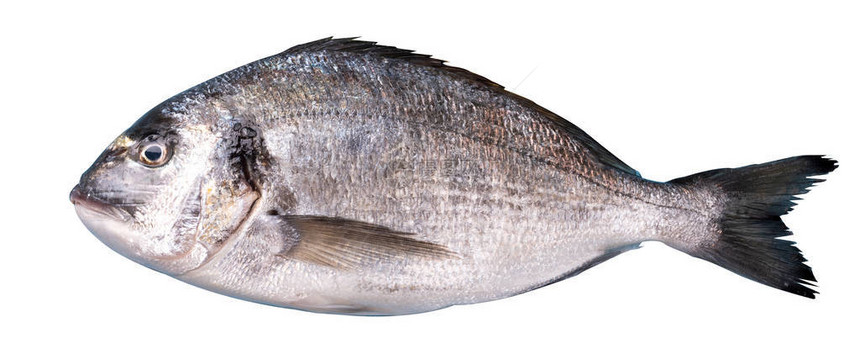 Sparusaurata地中海一条美味的鱼图片