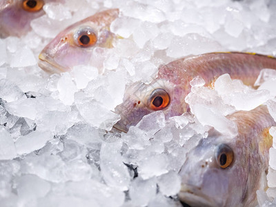冰背景上的鲜鱼新鲜市场海图片