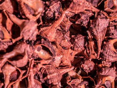 海鲜市场棕色贝类的特写镜头图片