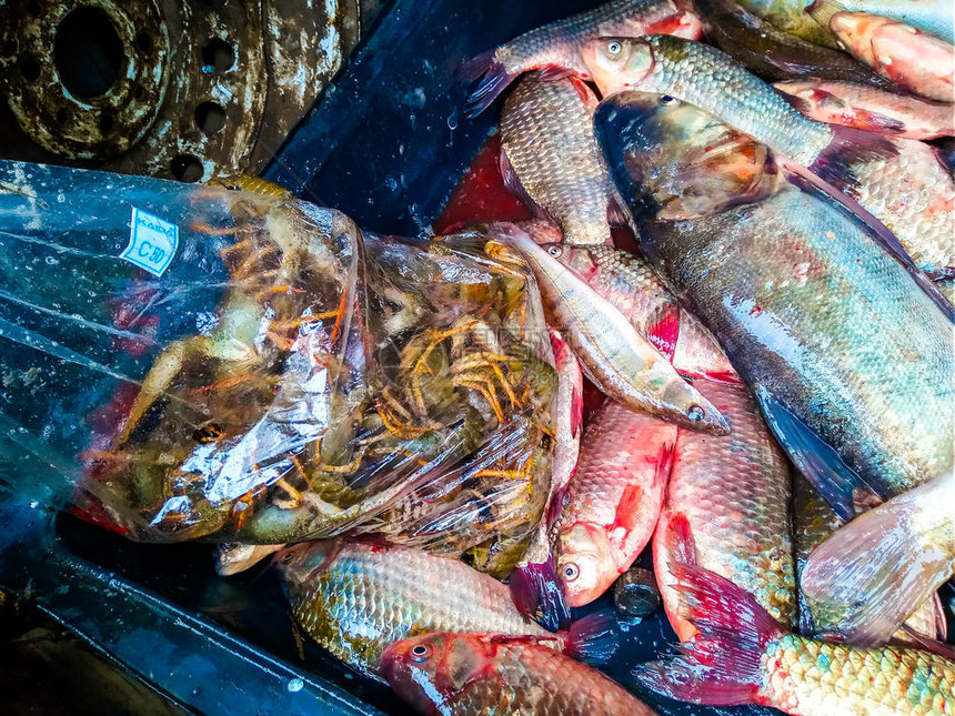 在农村市场销售的新鲜渔获鱼在池图片