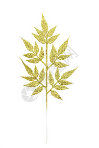 白色蕨类植物的金枝背景