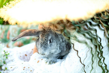 夏天在青草上一只灰兔在图片