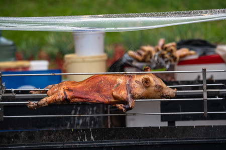 猪在吐口水上吸猪肉食物健康图片