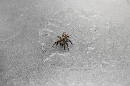 紧贴的图像一个棕色蜘蛛站在一个水杯里被困在钢槽图片
