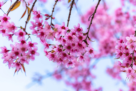 盛开的樱花特写背景图片