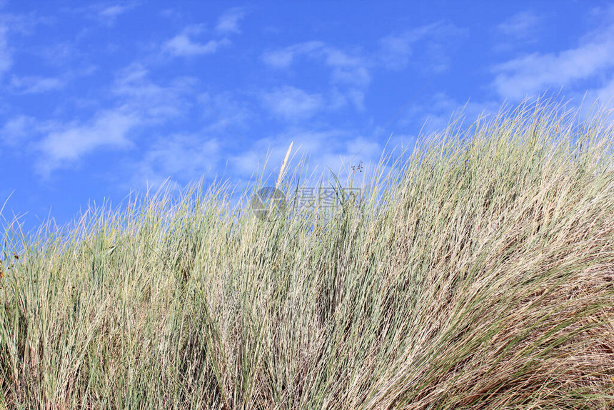 一个长满稀疏草的沙丘图片