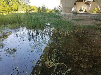 威尔逊桥下的草地沼泽和泥土图片