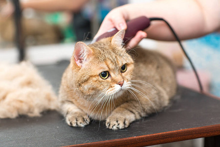 美容院的猫和宠物美容图片