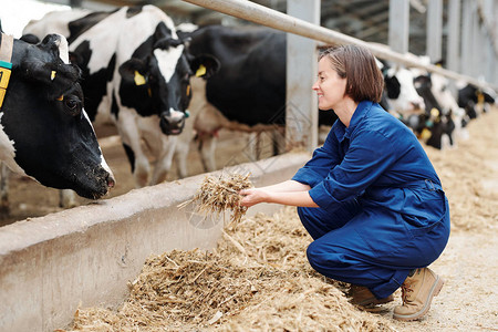 快乐的畜牧农场青年工人在工作期间当着奶牛的面闲坐图片