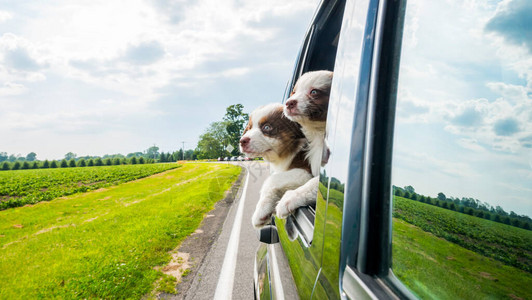 两只可爱的小狗从车窗里探出头来图片