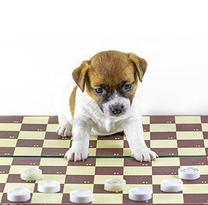 可爱的小狗杰克鲁塞尔特瑞尔坐在棋盘上图片