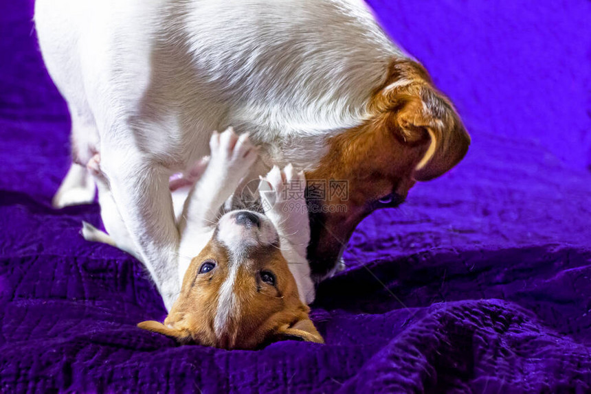 护理女JackRussellTerrier正在玩他的小狗嗅图片