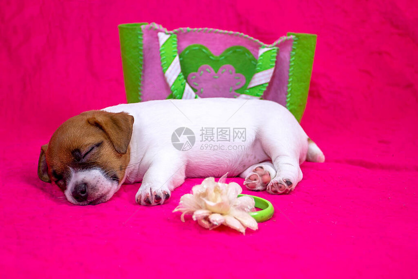 睡在粉红色的床铺上旁边有朵花和一袋感觉辉煌的背景Colorousbriger图片