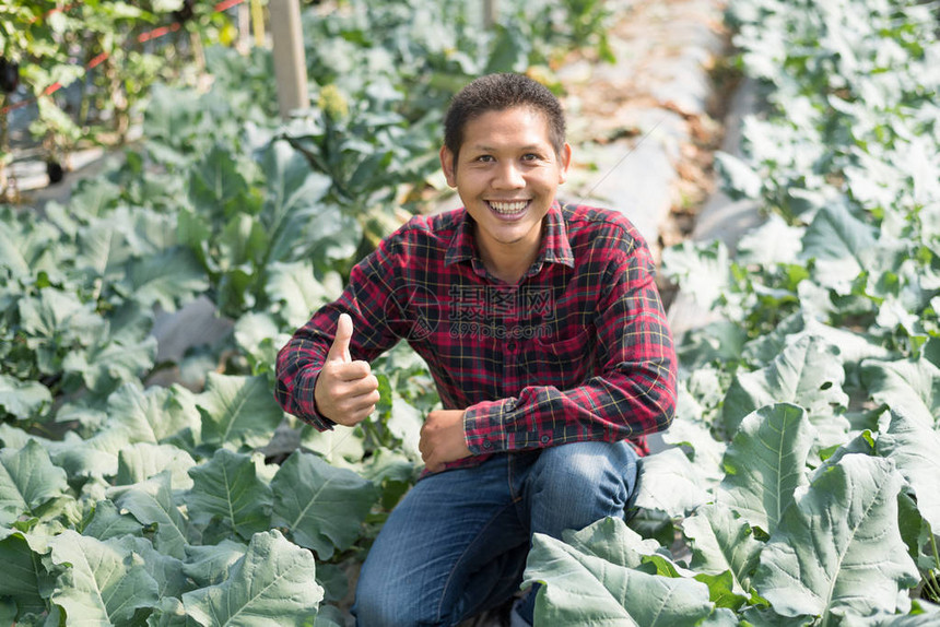 亚洲农民在有机蔬菜园露出拇图片