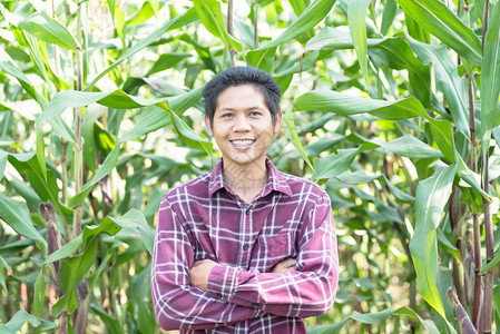在泰国有机玉米田中横穿亚洲农民手中图片