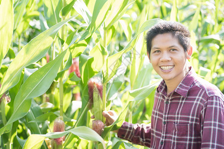 泰国有机玉米田地的亚洲幸福农图片