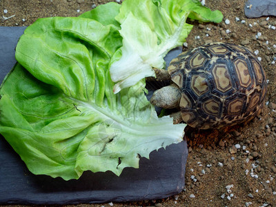 吃生菜的小乌龟图片