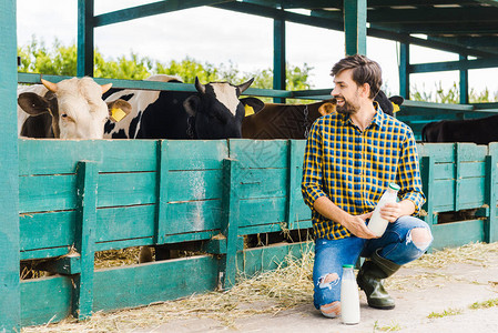 快乐的农人蹲着看着与奶牛一起的稳定并图片