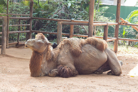 骆驼在泰国动物园坐下睡觉图片