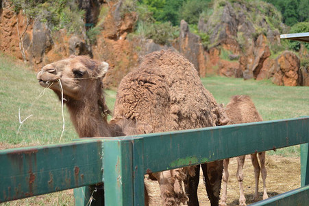 单峰骆驼构成卡巴塞诺自然公园老矿提取铁的肖像2013年8月25日图片