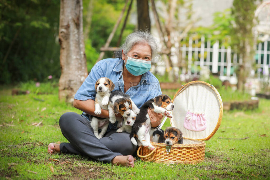 保护面具和小狗在公园玩耍的亚洲老妇人的肖像新式的正常方图片
