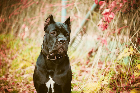 Canecorso狗是黑色的图片