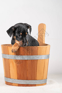 一个可爱的杰克鲁塞尔泰瑞小狗的肖像图片
