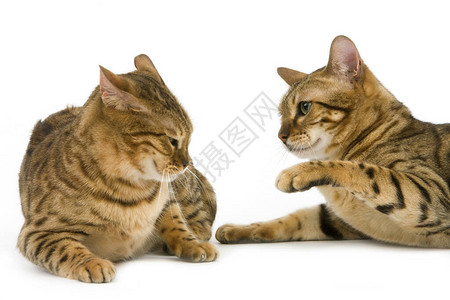 棕色斑点虎斑孟加拉家猫图片