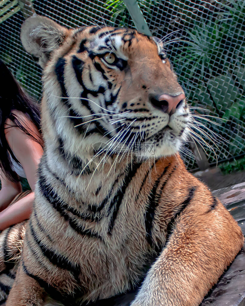 老虎脸贴近的一面它正躺在前腿上图片
