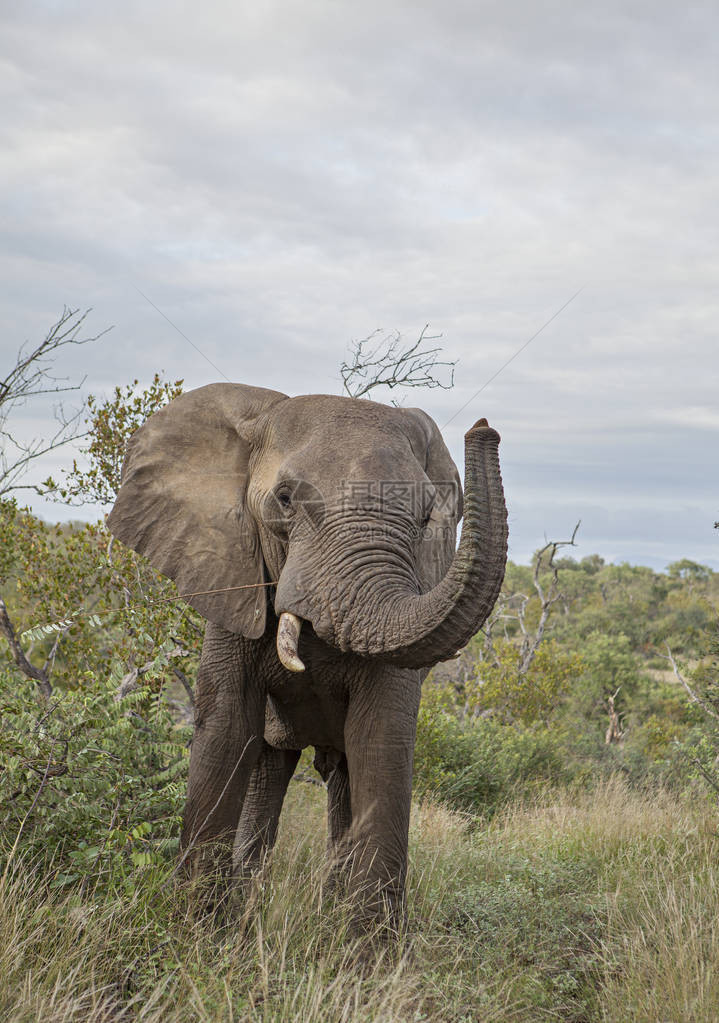 孤独的雄大象在大草原吃树叶图片