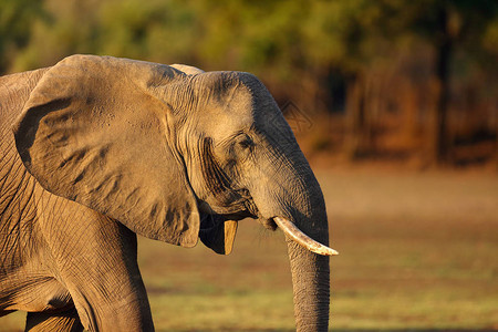 非洲灌木大象Loxodonta图片