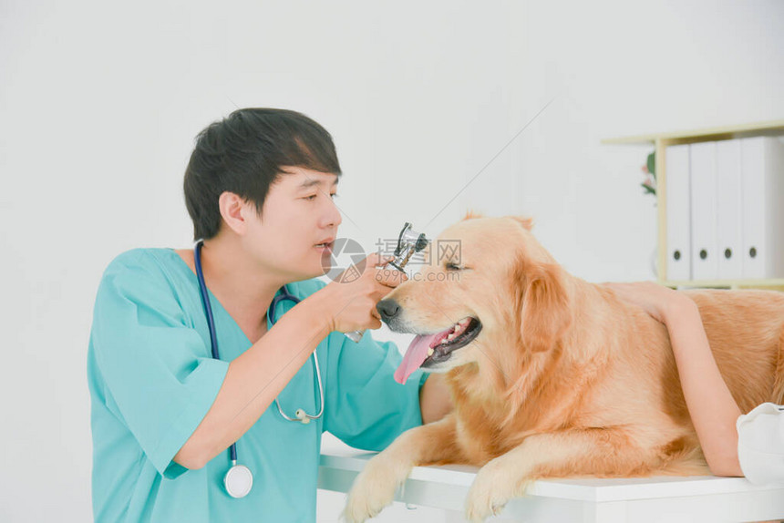 亚洲男兽医在兽医诊所里检图片