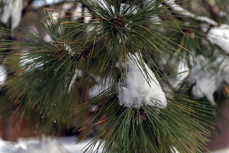 冰雪球仍留在加利福尼亚州赖特伍德农村街区的尖林树枝和松针旁图片