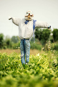 吓惨穿着蓝色旧牛仔裤和帽子的稻田里真实的稻草人在一片绿叶色作物对面观看背景