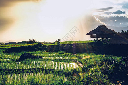 泰国农村山区水稻梯田图片