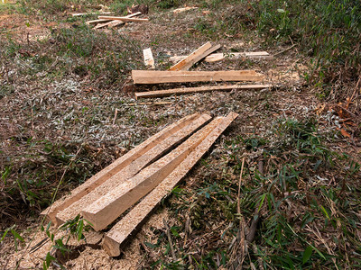 木板桩砍树桉砍伐森林图片