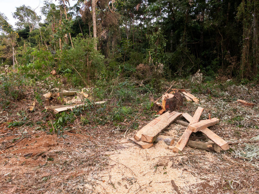 木板桩砍树桉砍伐森林图片