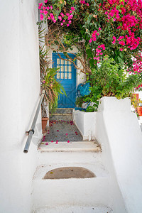 入口处有蓝色的门由植物和明亮的粉红色高清图片
